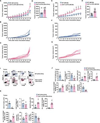 Crucial role of dendritic cells in the generation of anti-tumor T-cell responses and immunogenic tumor microenvironment to suppress tumor development